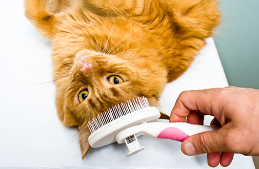 Why is it Important to Use the Best Cat Brush for Grooming?
