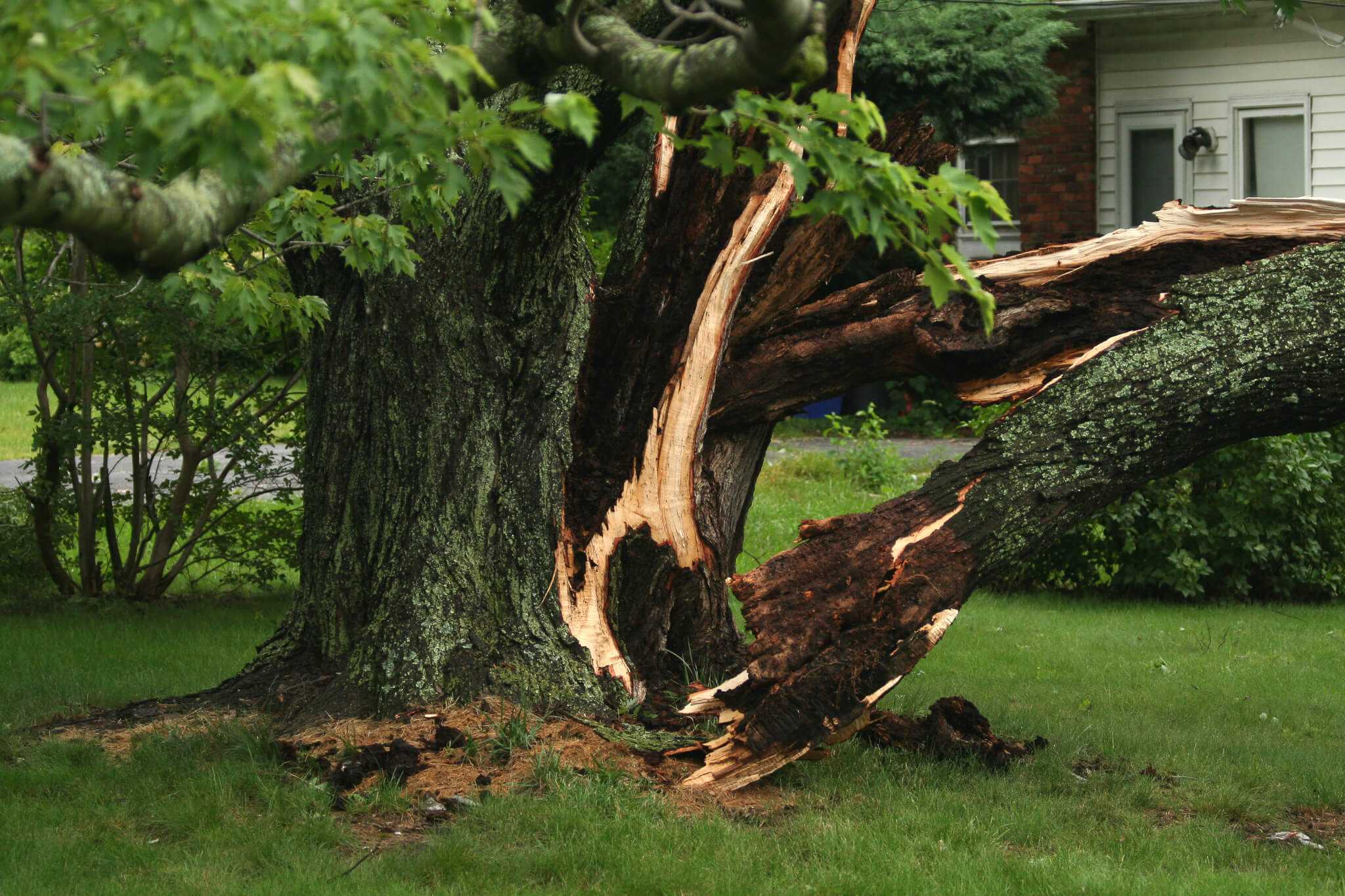 local tree service near me
