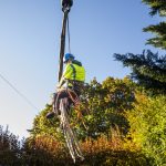 Expert Tree Removal Solutions for Hazardous and Overgrown Trees