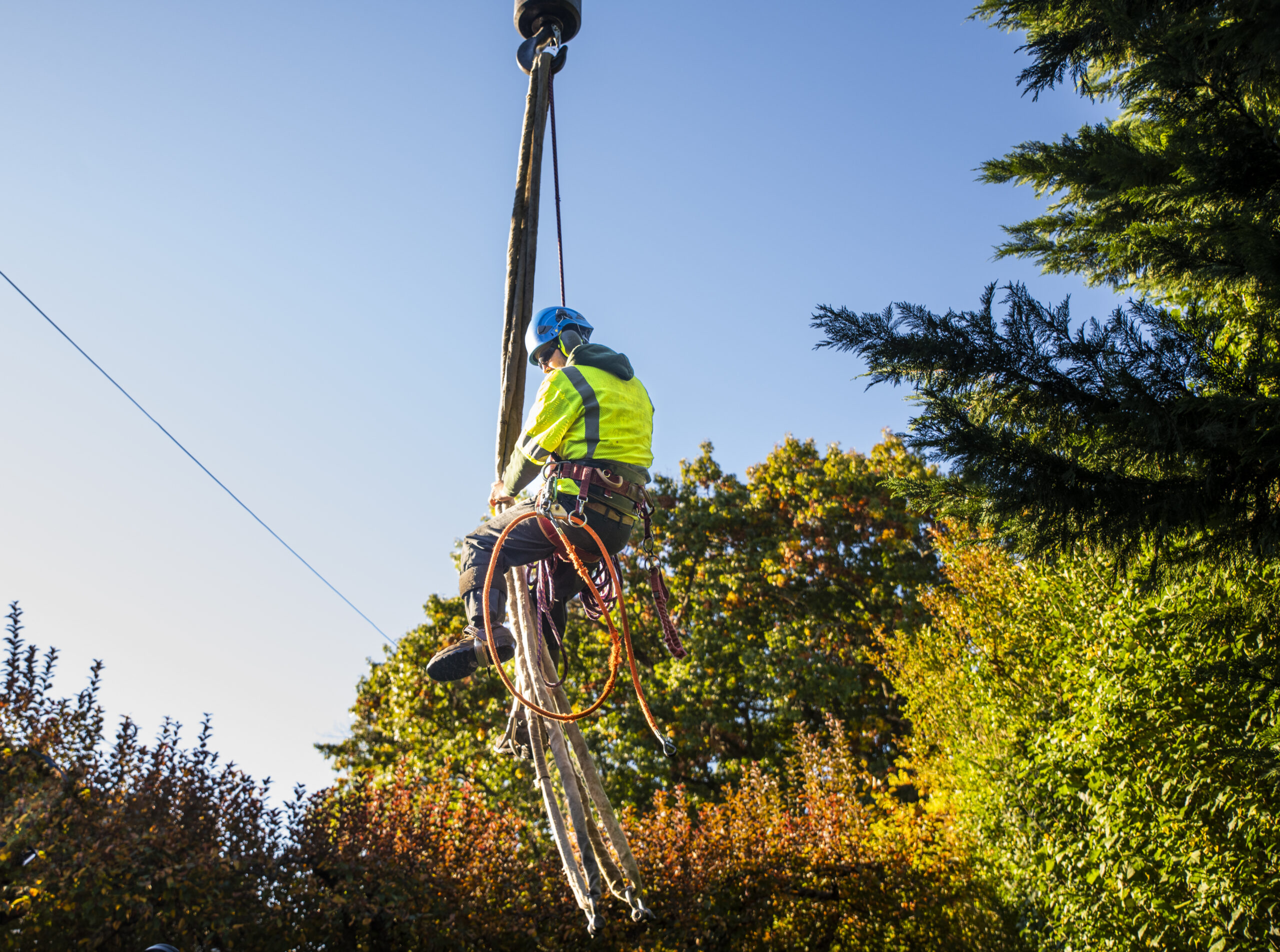 Expert Tree Removal Solutions for Hazardous and Overgrown Trees