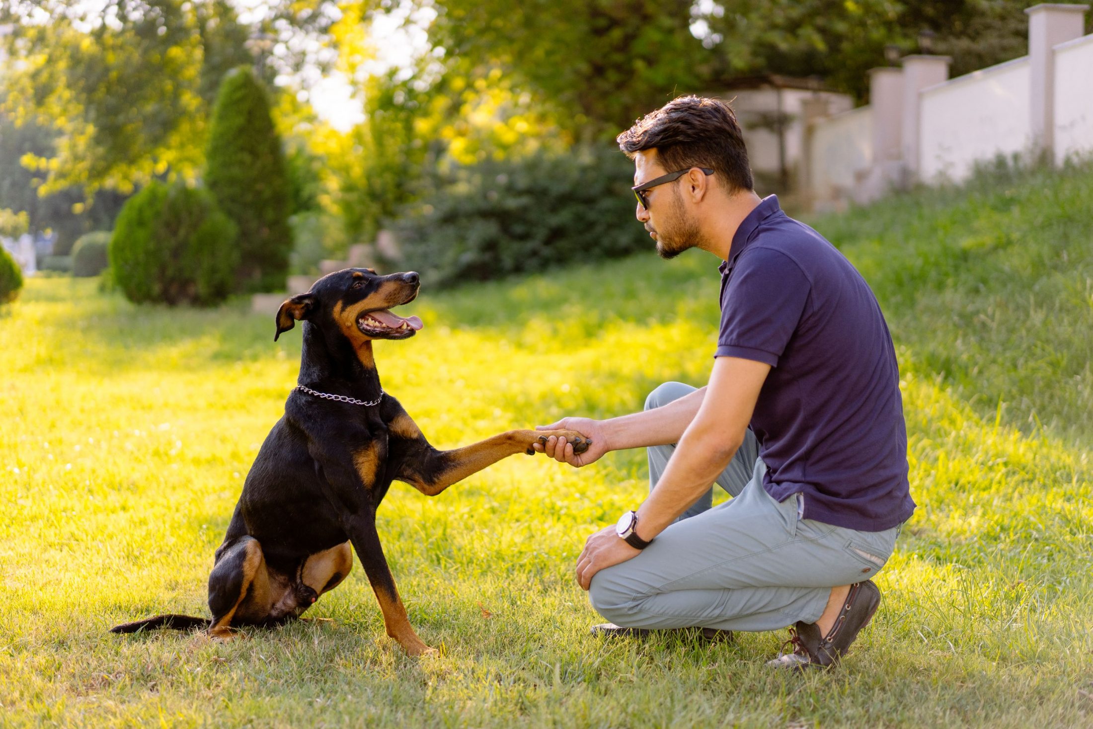 Large Dog Breeds